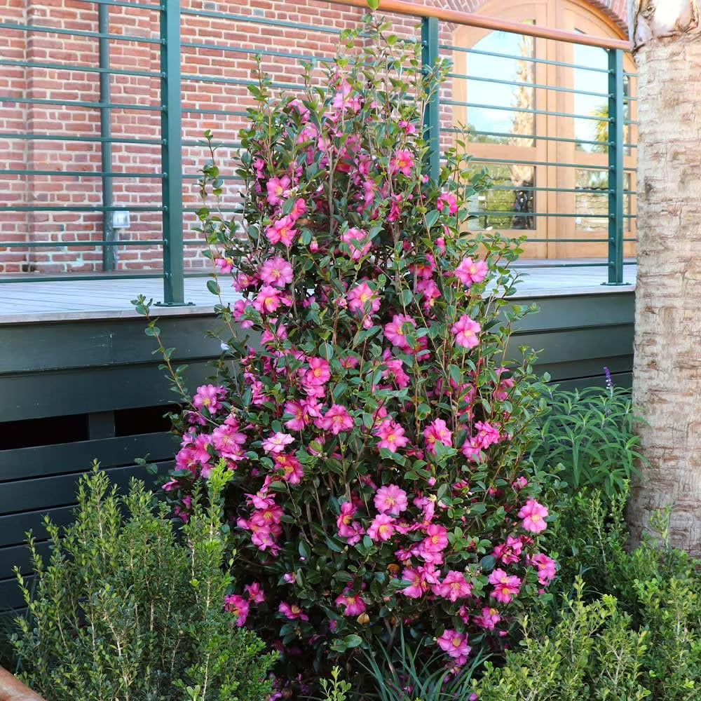 Camellia Sasanqua Shi - Shi I 3 Extra Large 3 Gallon Plants Pink Flowering Live Plant for Outdoor & Indoor Gardens, Compact Elegant Flowering Shrub for Vibrant Landscaping