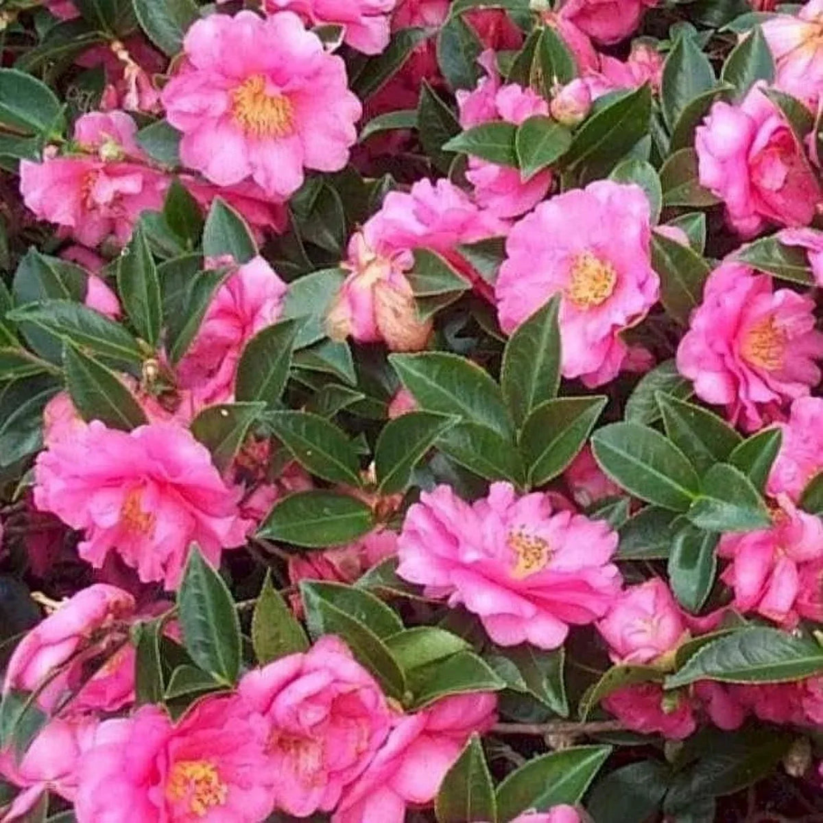 Camellia Sasanqua Shi - Shi I 3 Extra Large 3 Gallon Plants Pink Flowering Live Plant for Outdoor & Indoor Gardens, Compact Elegant Flowering Shrub for Vibrant Landscaping