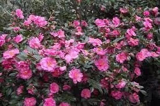 Camellia Sasanqua Shi - Shi I 3 Extra Large 3 Gallon Plants Pink Flowering Live Plant for Outdoor & Indoor Gardens, Compact Elegant Flowering Shrub for Vibrant Landscaping