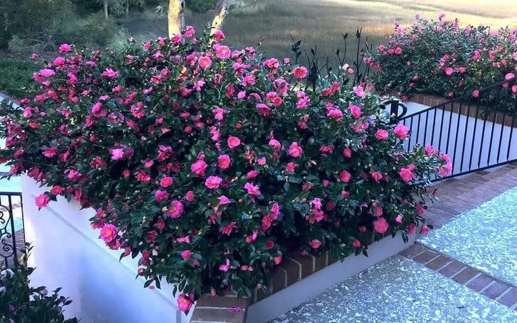 Camellia Sasanqua Shi - Shi I 3 Extra Large 3 Gallon Plants Pink Flowering Live Plant for Outdoor & Indoor Gardens, Compact Elegant Flowering Shrub for Vibrant Landscaping